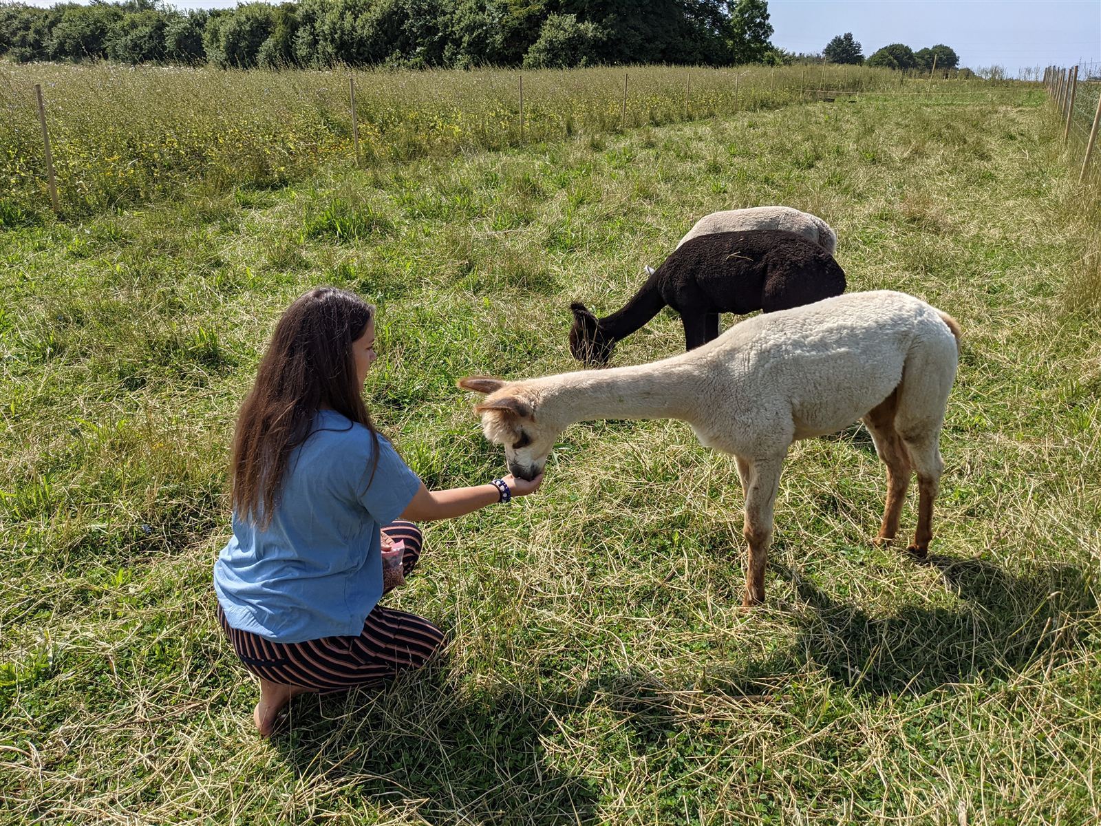 Gårdbesøg med alpakaer