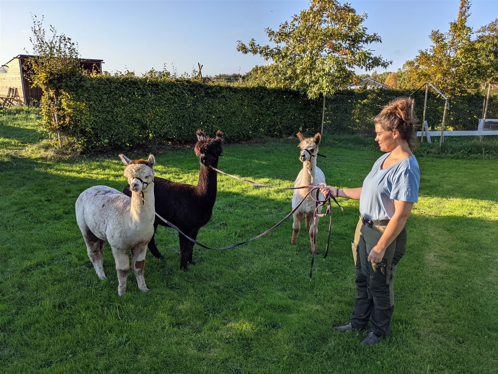 Guidet alpakavandring