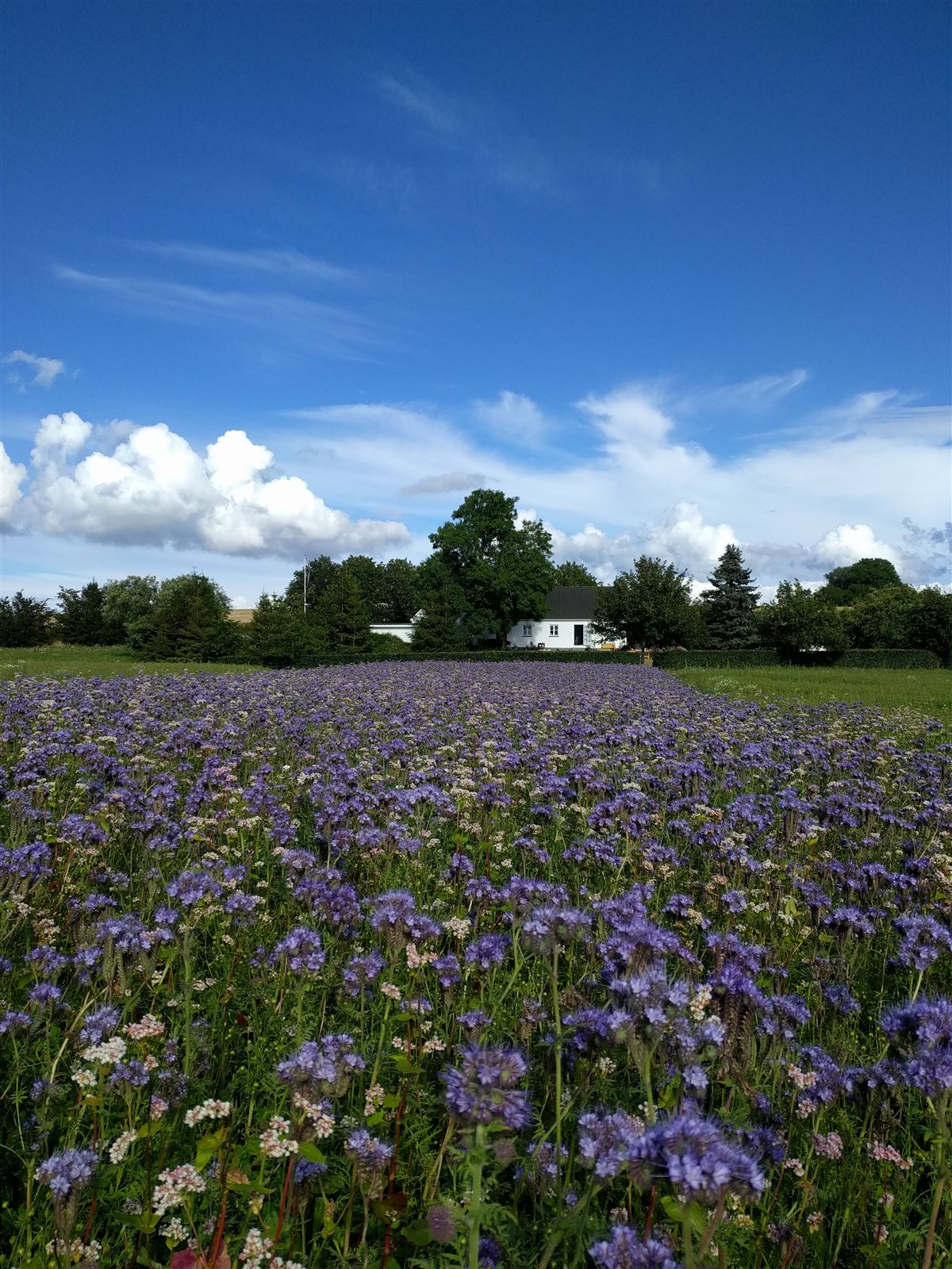 Alpaka sommerbillede
