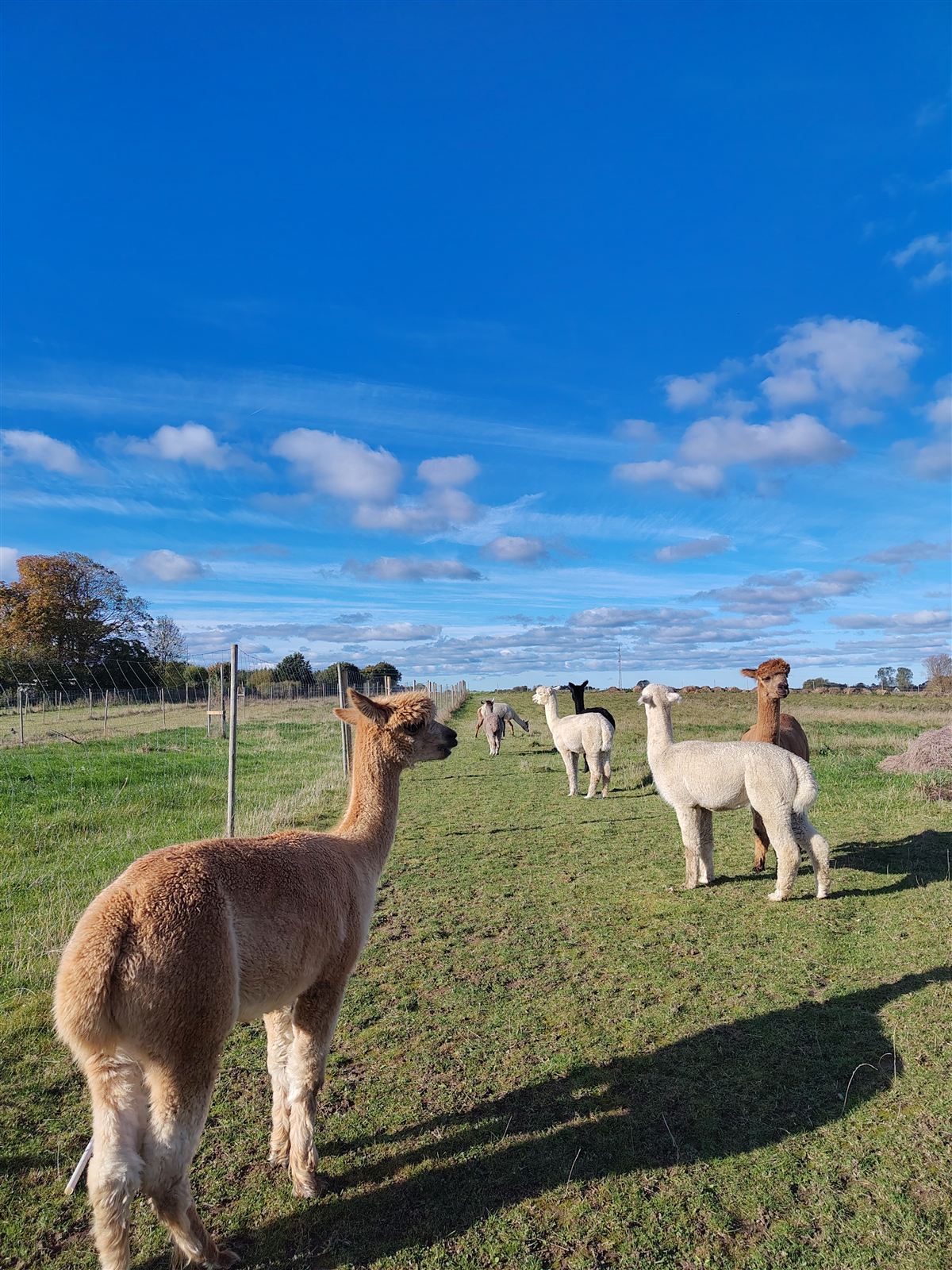 Alpaka på marken med skyer