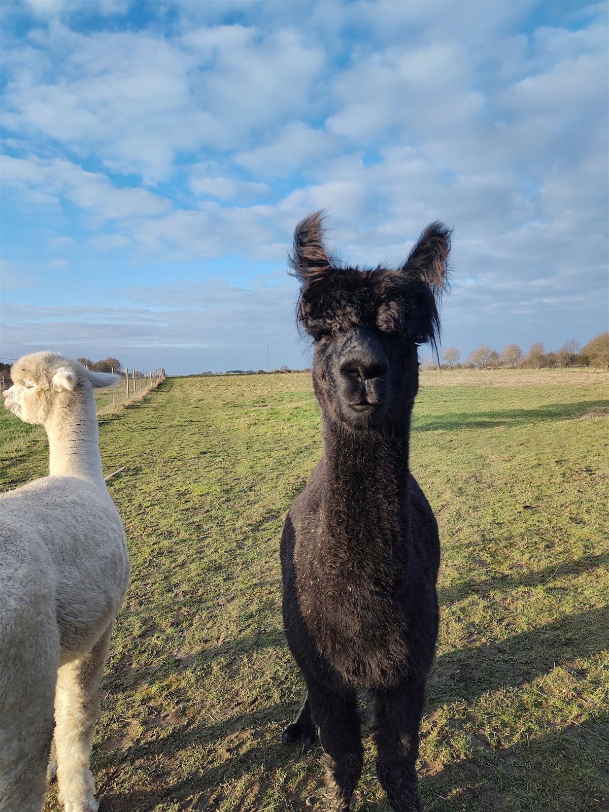 Sort alpaka på marken
