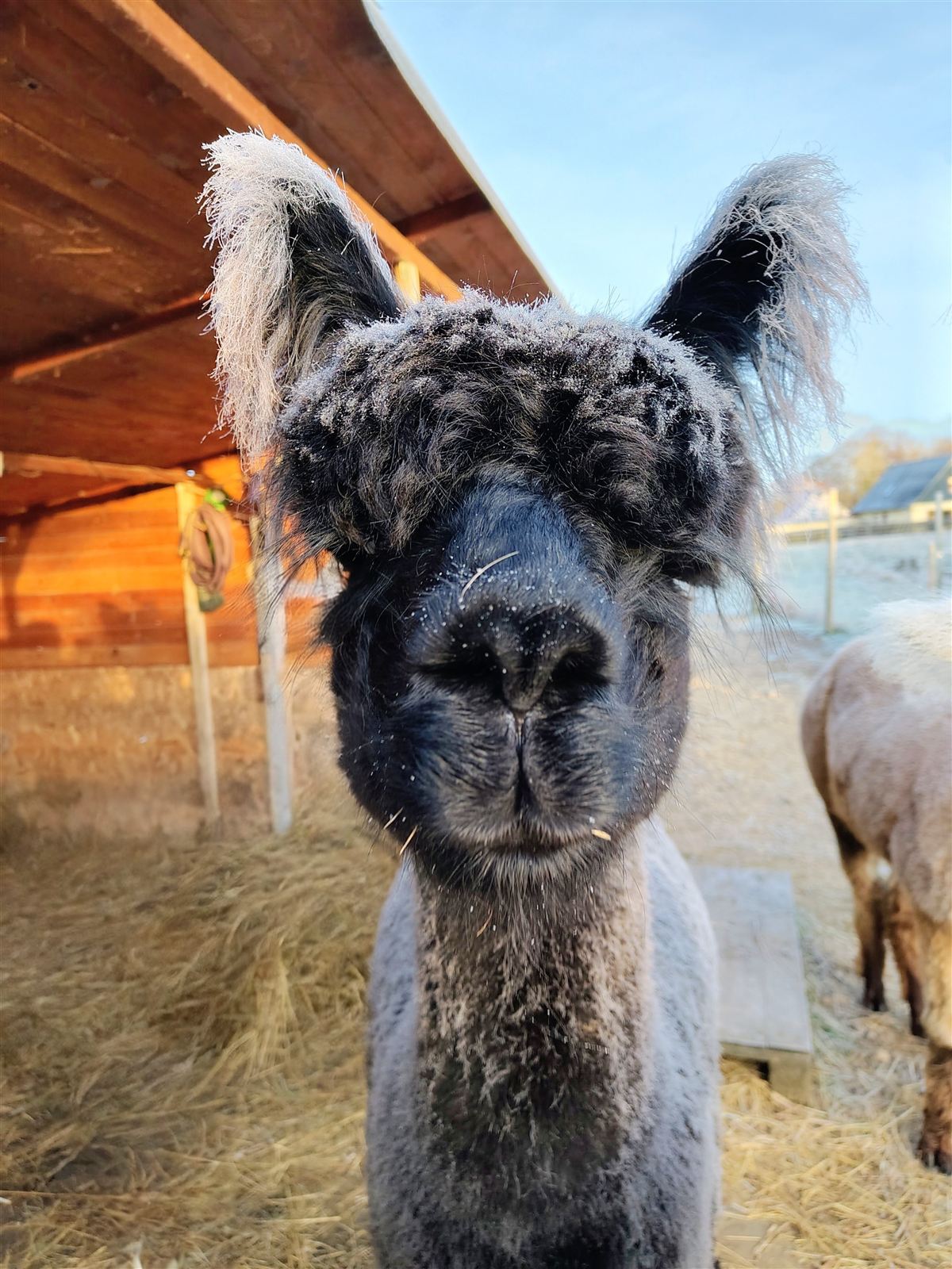 Alpaka i laden