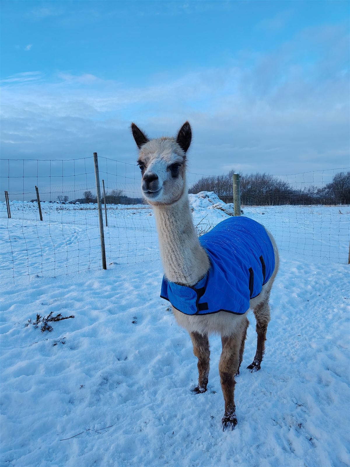Alpaka med vinterdækken i sneen