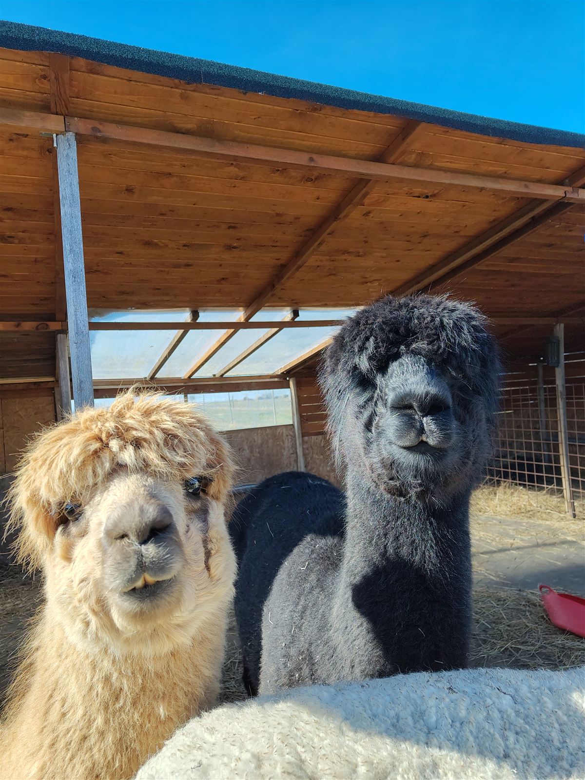 Alpakaer ved stalden