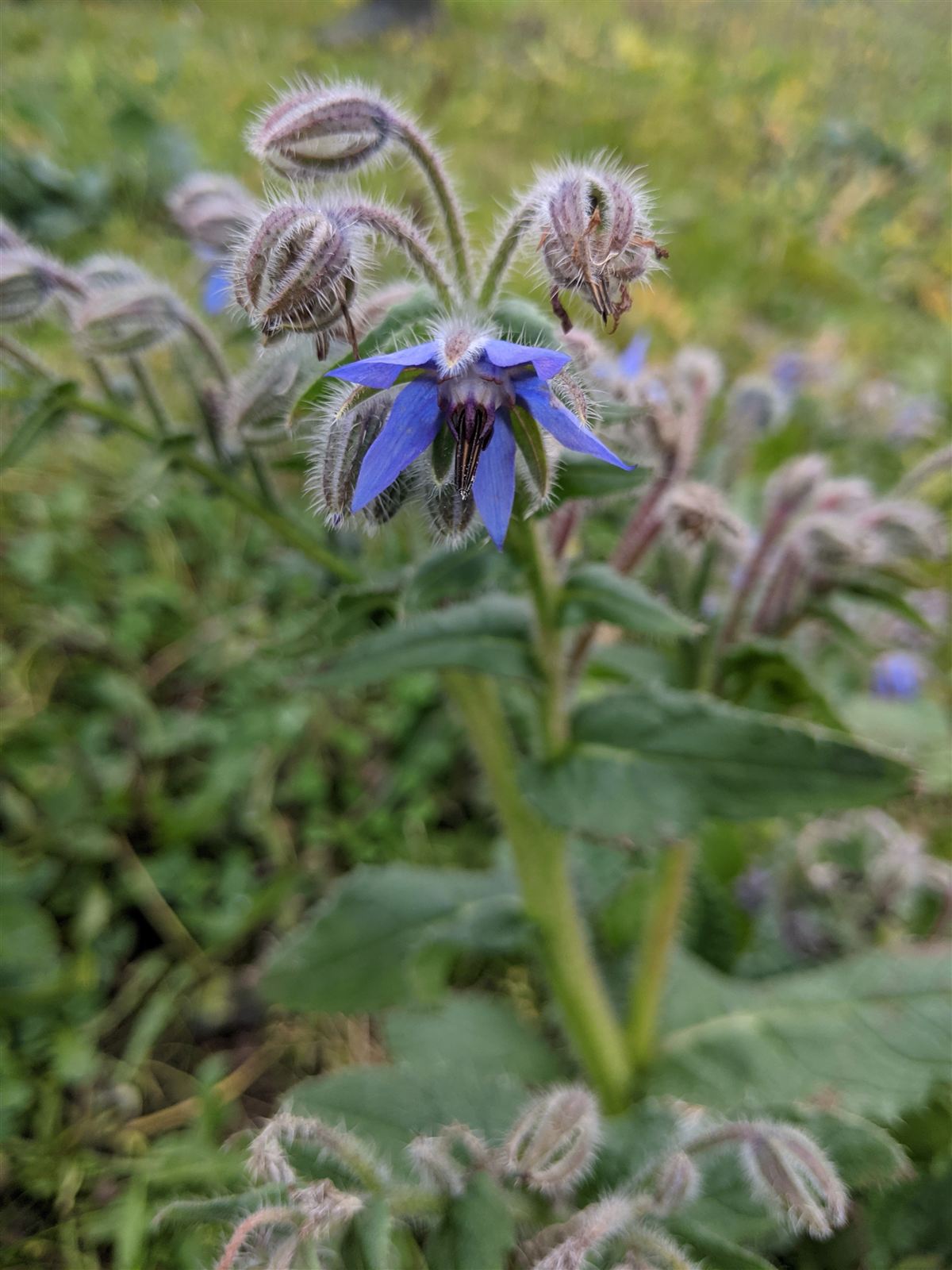 Alpaka vinterbillede