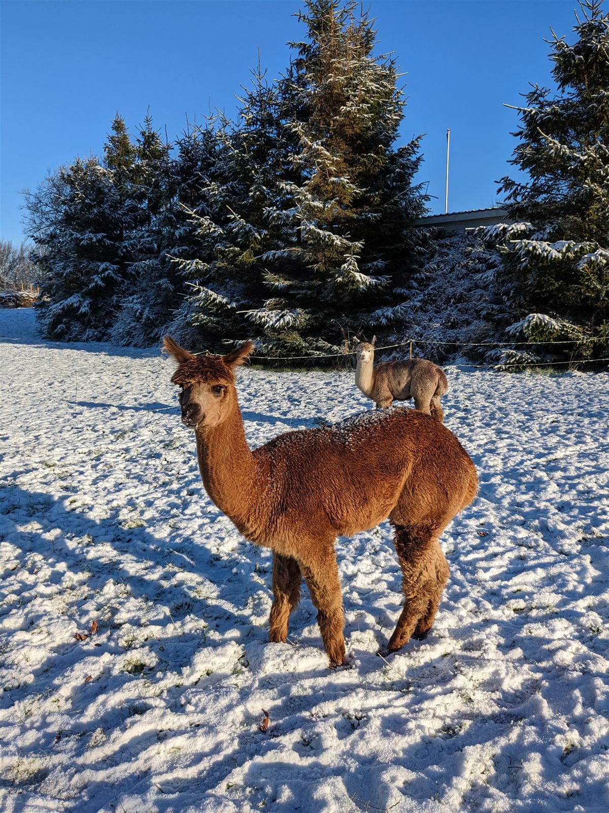 Alpaka vinterbillede