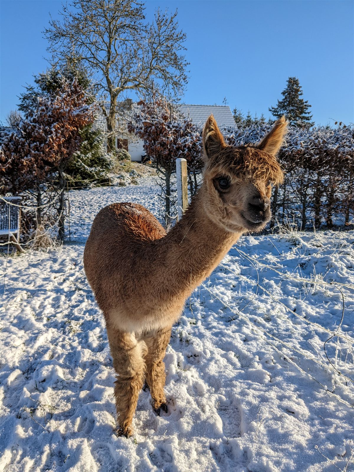Alpakaer om vinteren