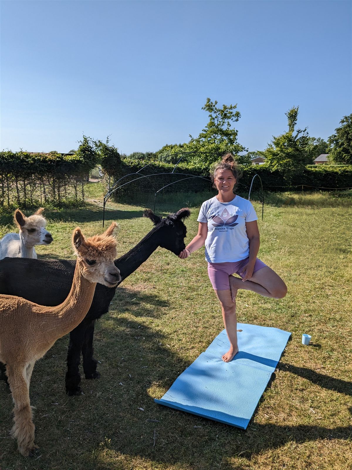 Alpakaer på sommereng