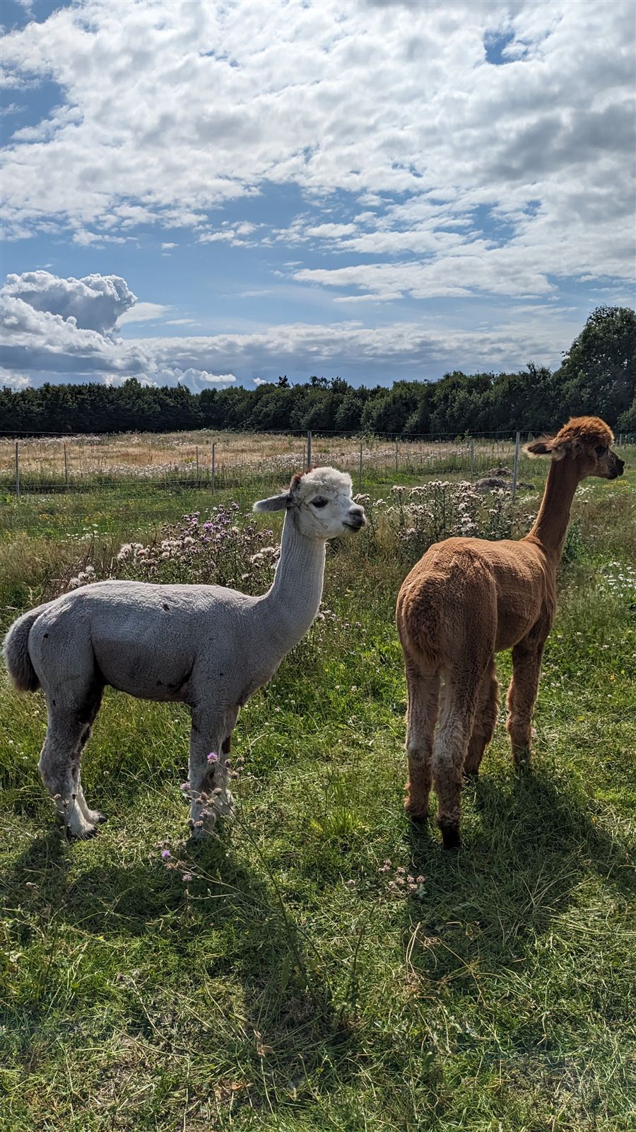Alpakaer på sommermarken