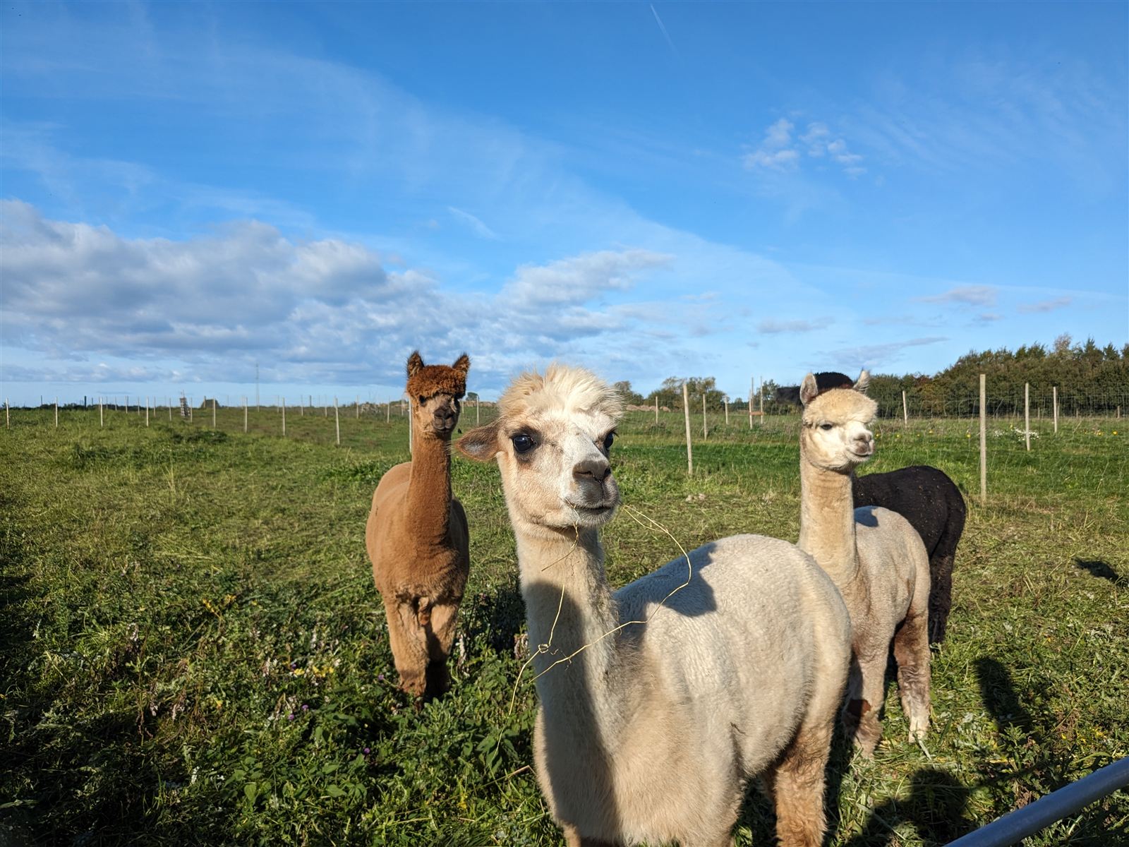 Alpaka efterårsbillede