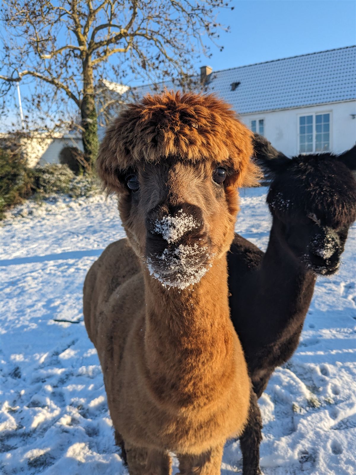 Alpakaer vinterbillede