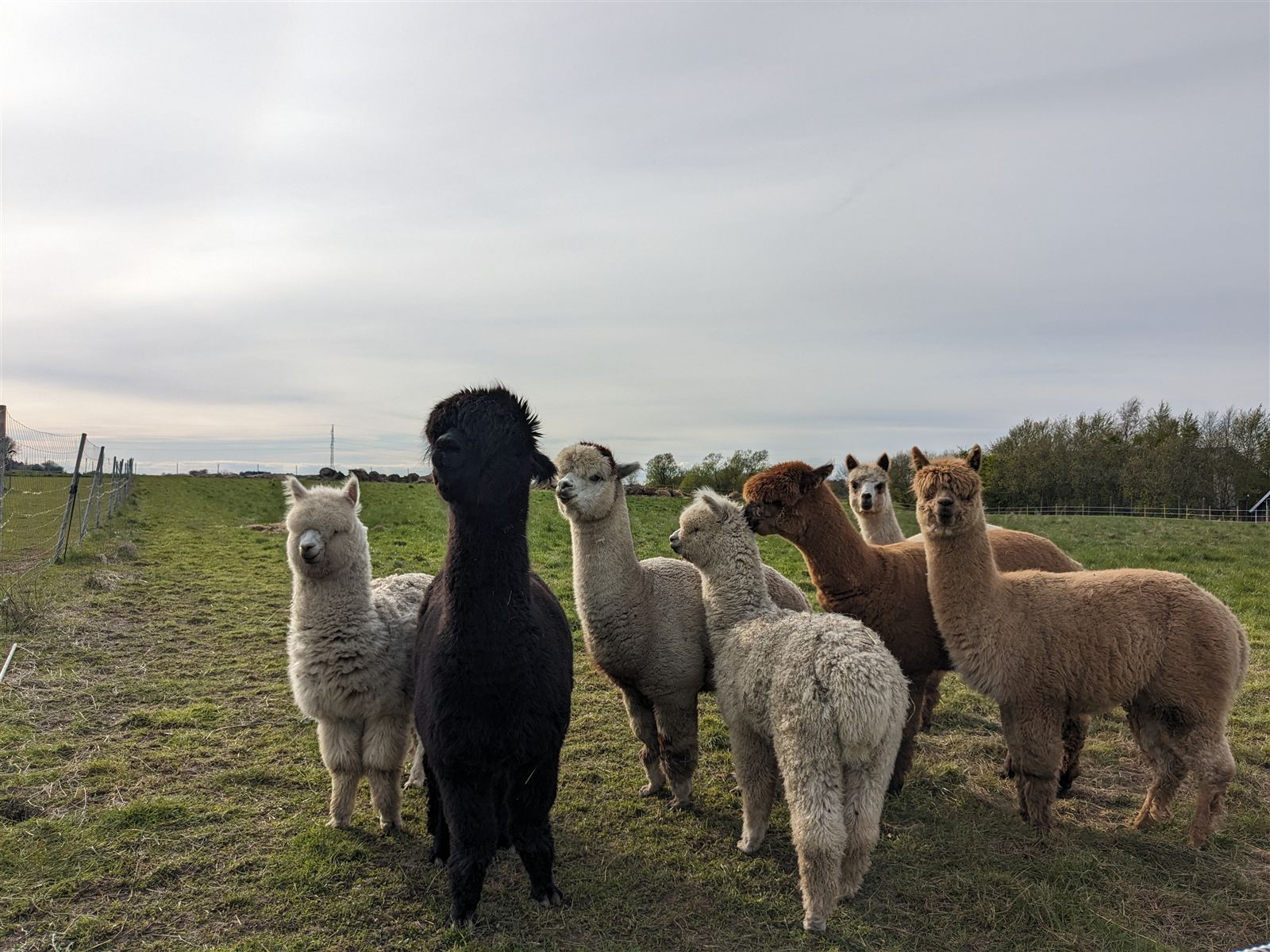 Alpakaer i forårssol