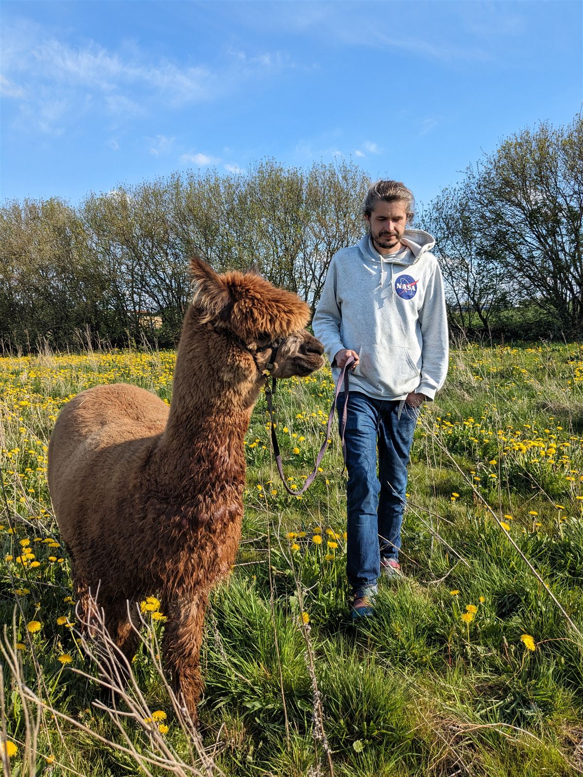 Alpaka i forårslandskab
