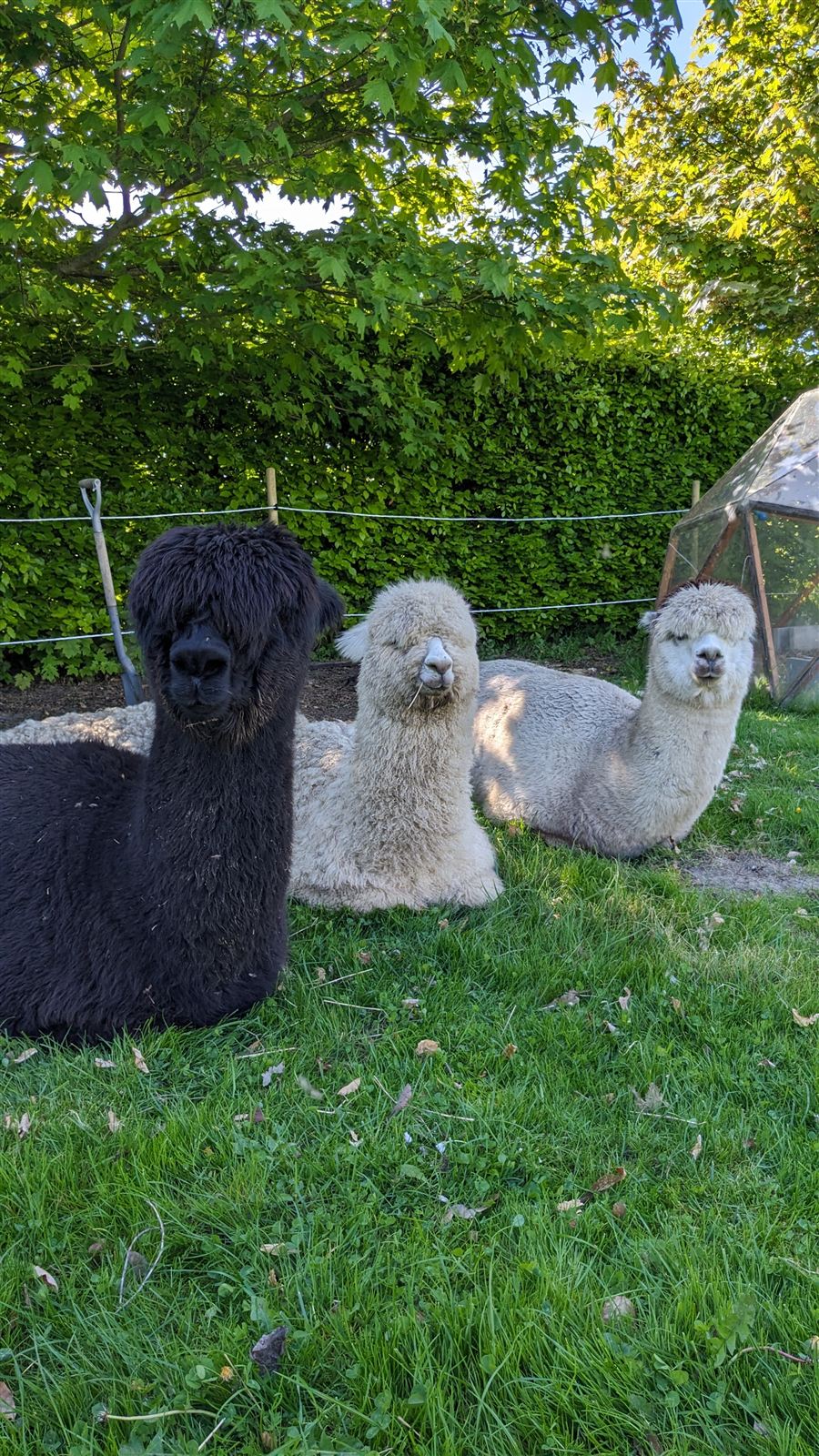 Tre alpakaer hviler i skyggen