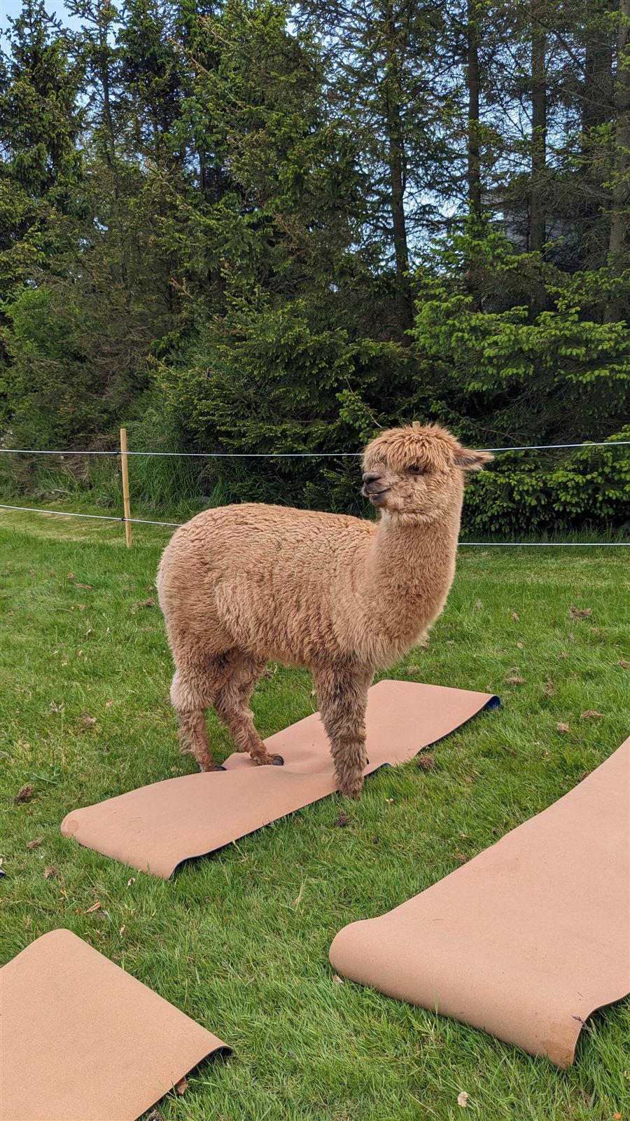Alpaka på yogamåtte