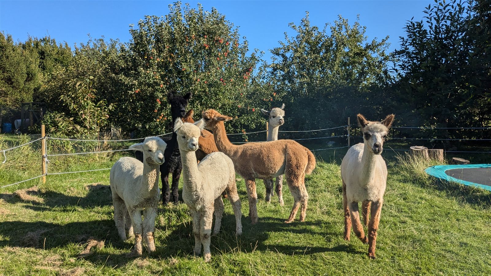 Alpakaer om sommeren