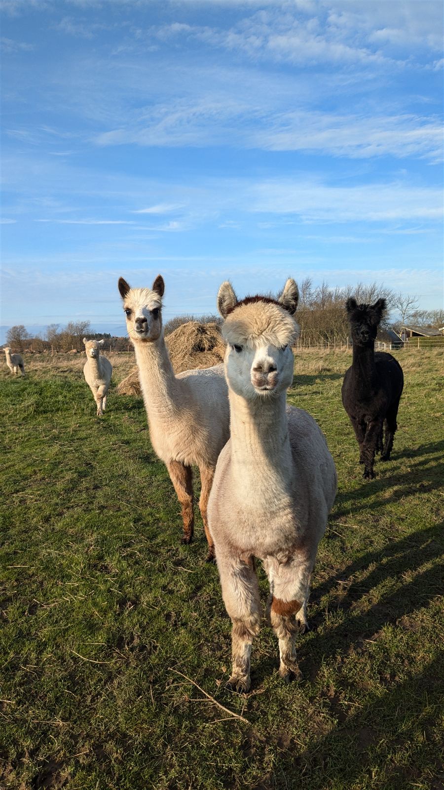 Alpakaflokken på marken