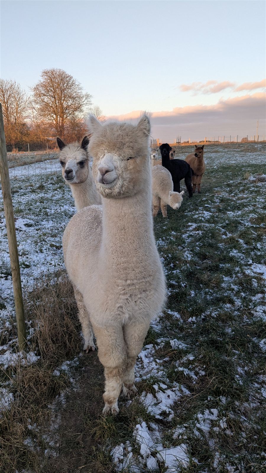 Alpakaflok i vinterlys