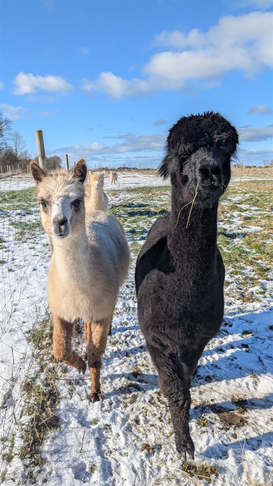 Alpakaer i vinterlandskab