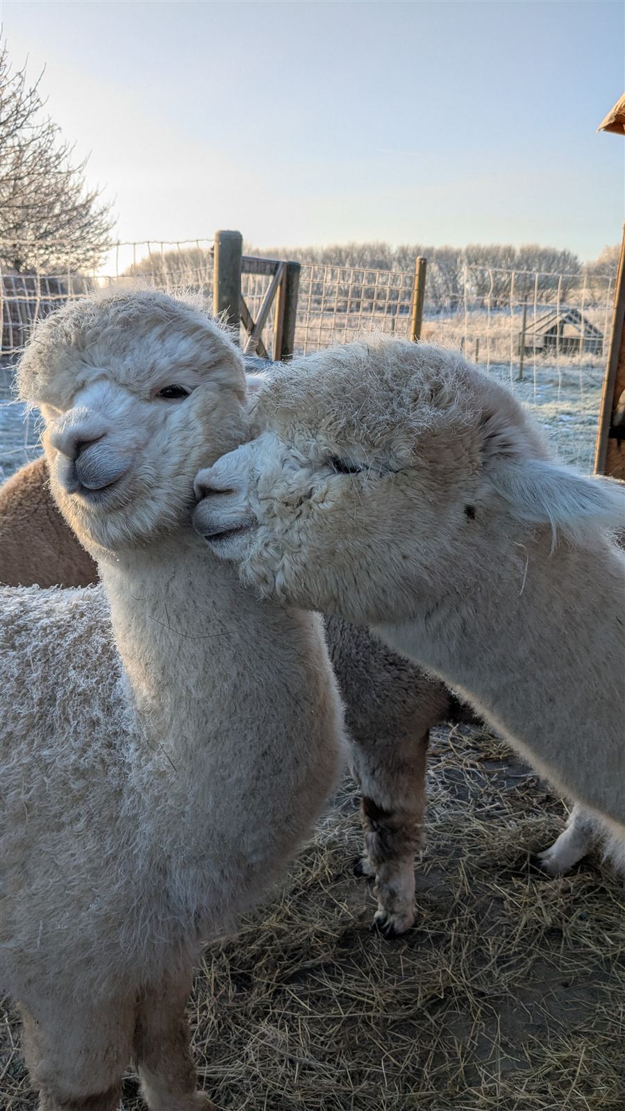 Alpakaer i morgenlys