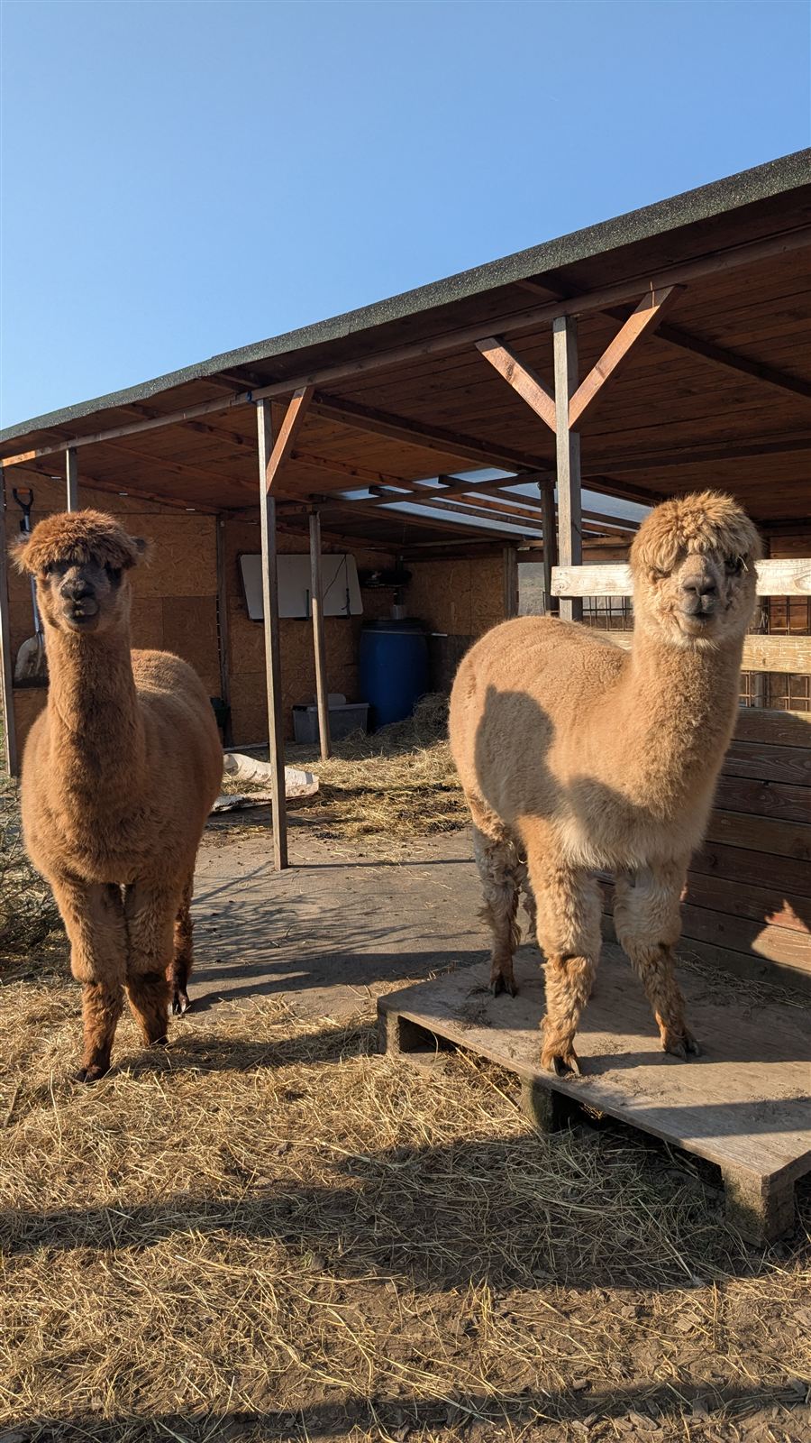 To alpakaer ved stalden