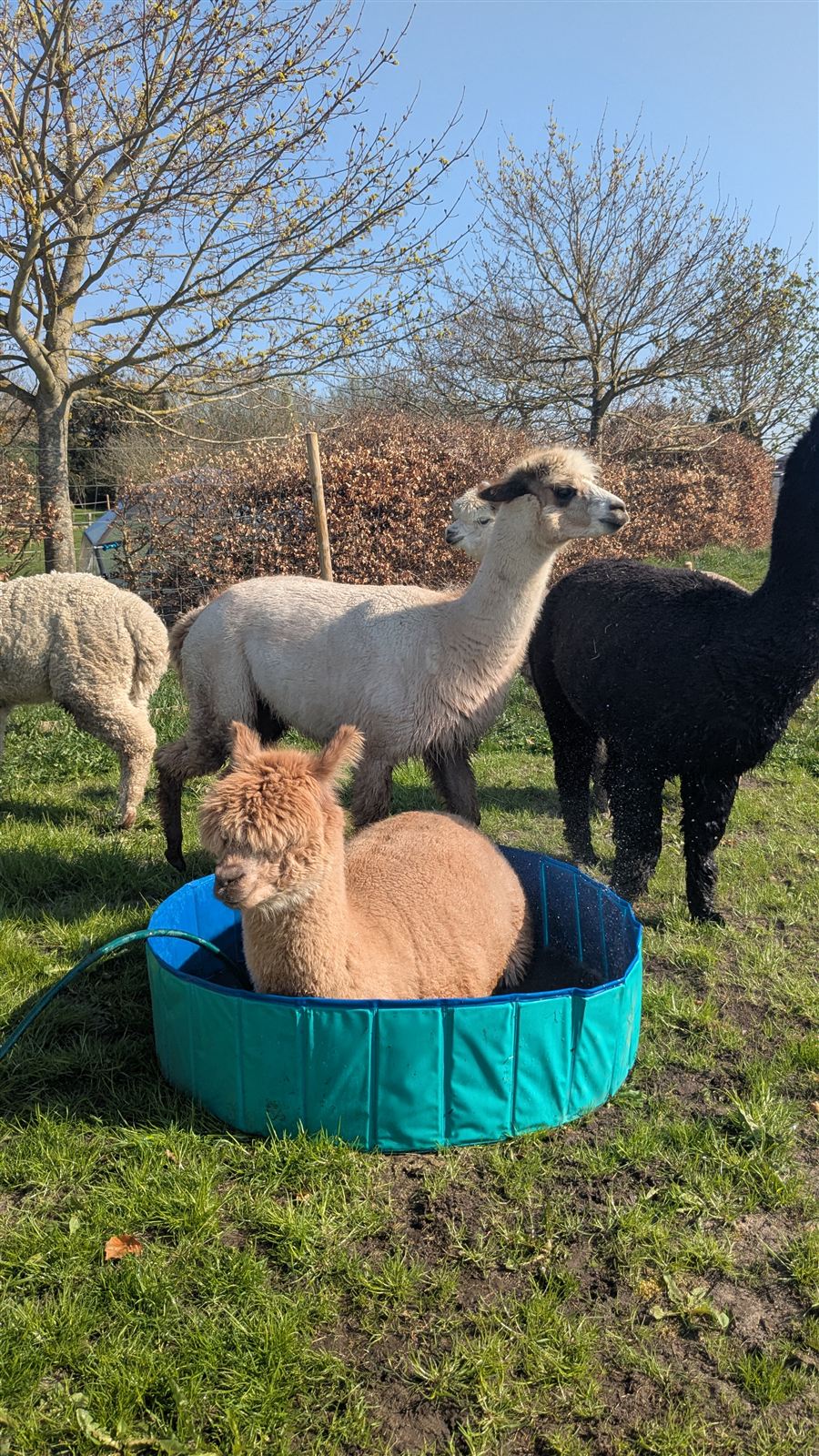 Alpaka forårsbillede