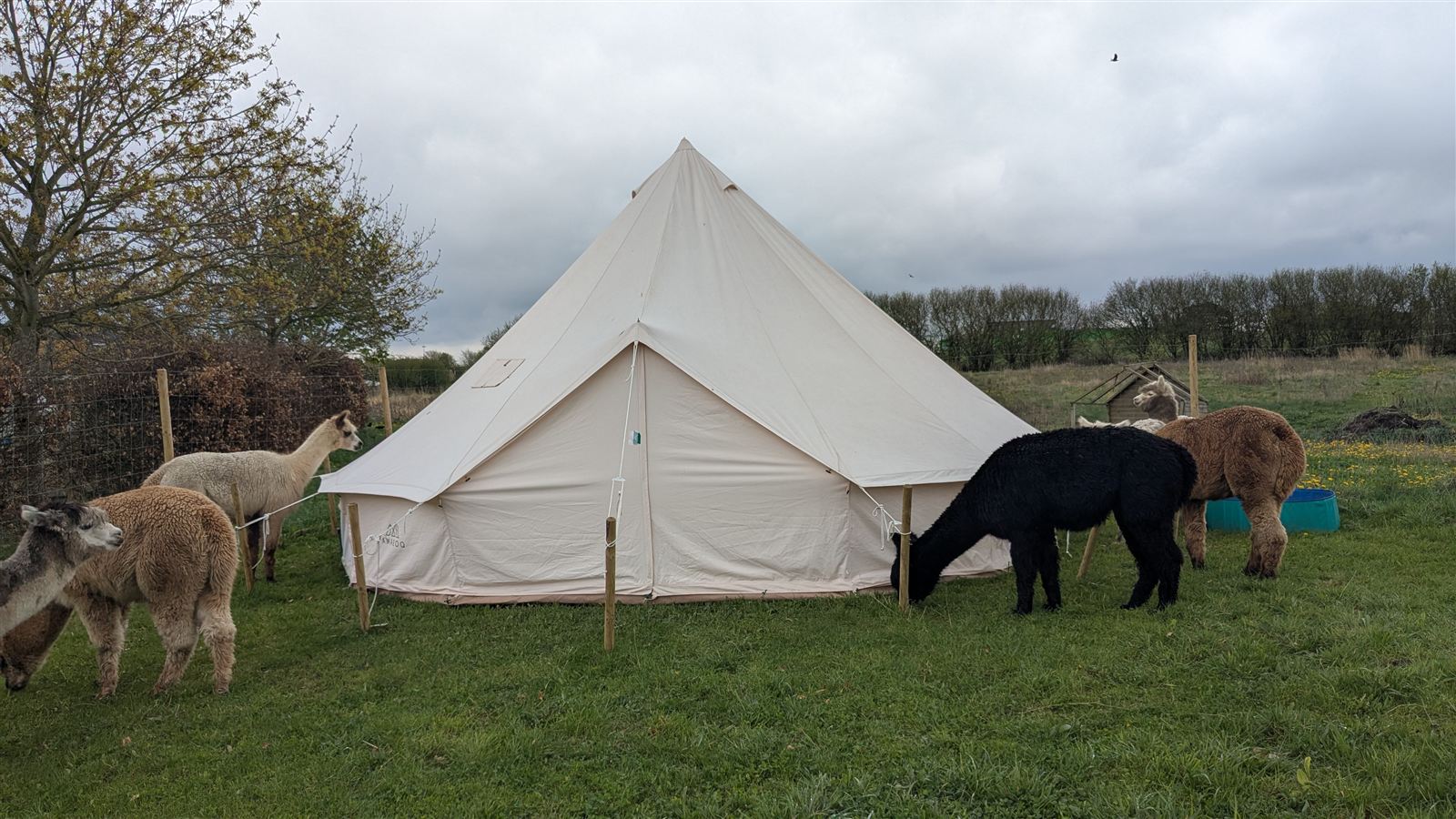 Alpakaer ved yogateltet