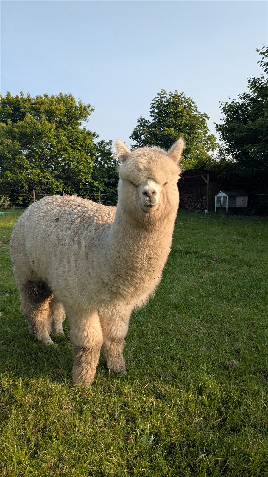 Hvid alpaka på græsset