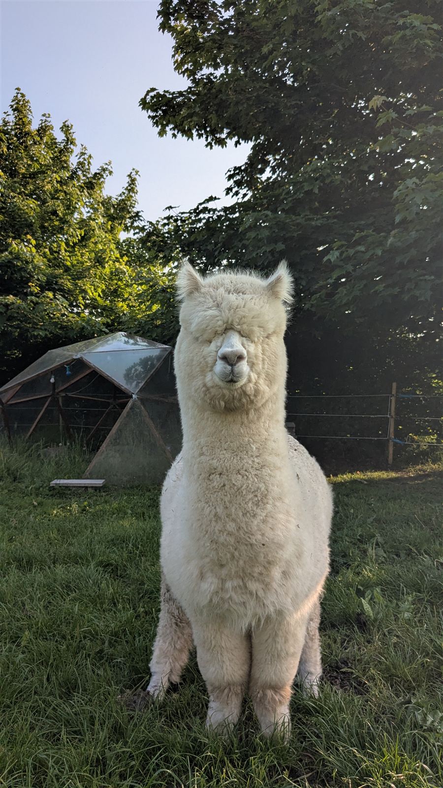 Hvid alpaka portræt