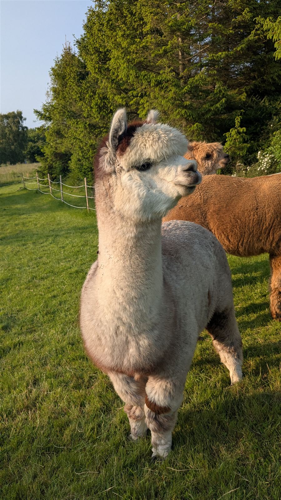 Alpaka kigger nysgerrigt