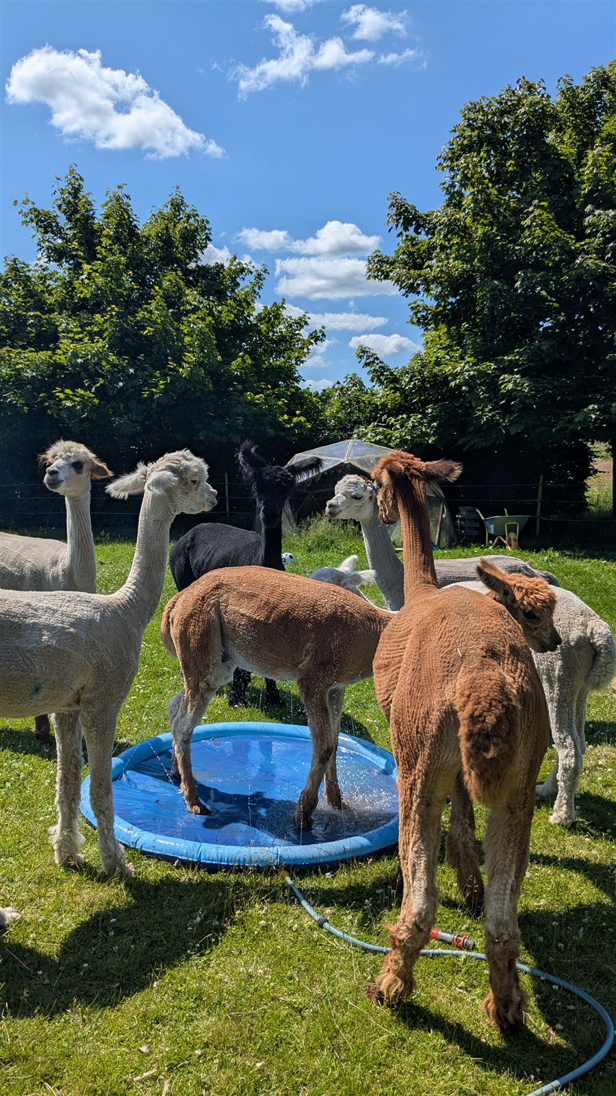 Alpakaer i swimmingpool