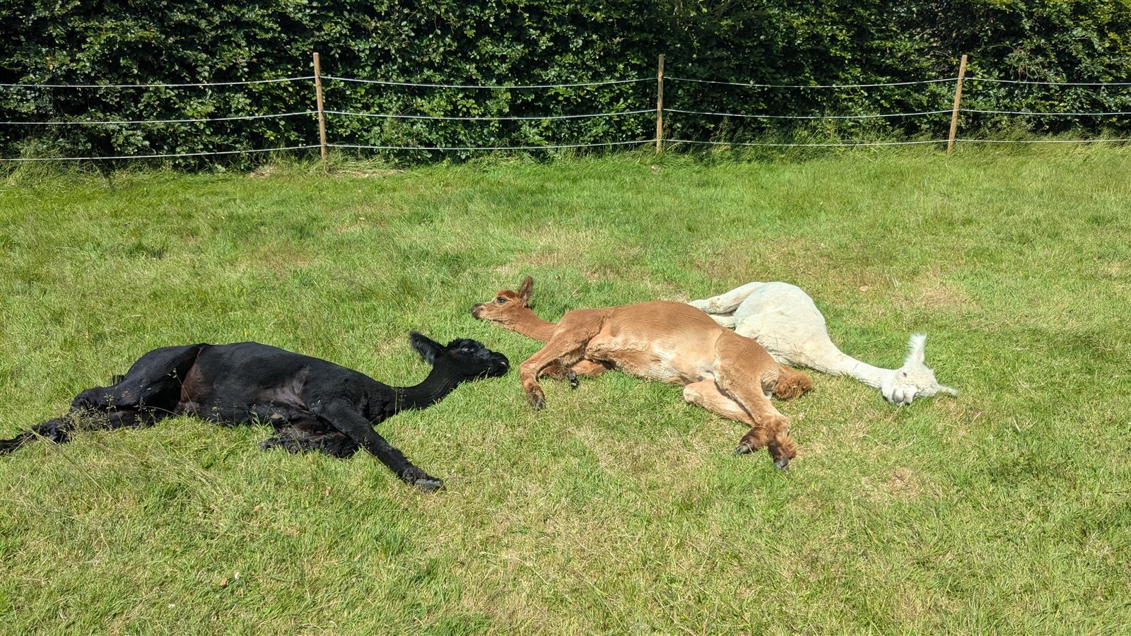 Alpakaer hviler i græsset